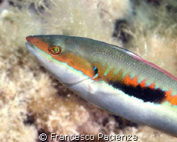 Donzella, male (Coris Iulis). Nikon D60, 18-55mm by Francesco Pacienza 